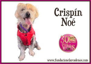 Crispín Noé